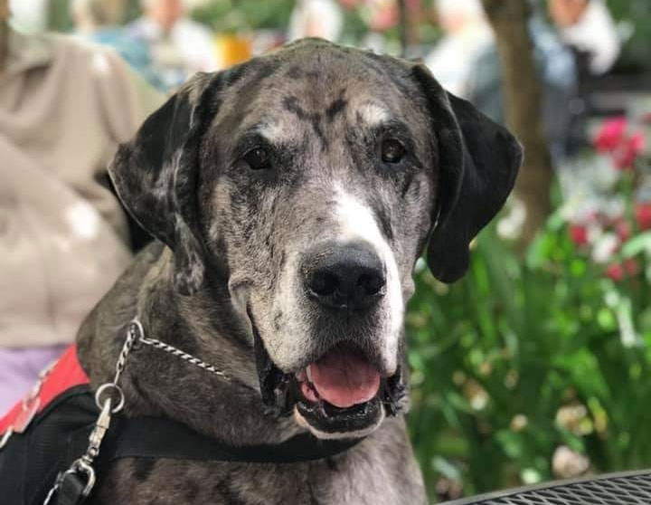 Therapy Dog Brings a Sparkle to Elders’ Eyes